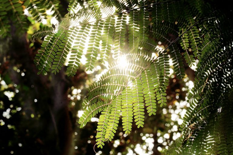 Au coeur de la nature pour apaiser le stress et l'anxiété